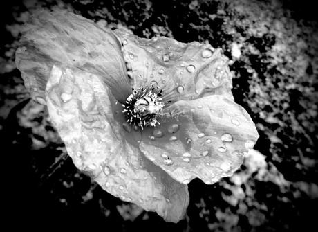 “Siente el impulso de llorar. No por el rechazo, o al men...