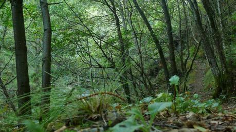 Fotografías gratis y libres de Oscos, Asturias