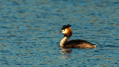 Aves acuáticas en las Tablas de Daimiel