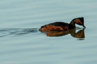 Aves acuáticas en las Tablas de Daimiel