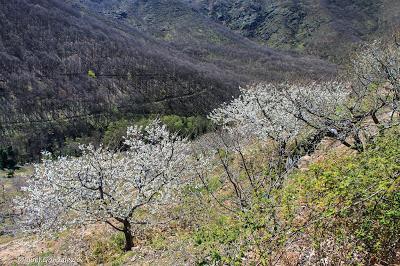 Floración del Cerezo (Valle del Jerte)