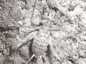 Monografías Bioespeleológicas