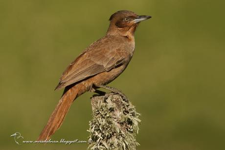 Cacholote castaño (Brown Cacholote) Pseudoseisura lophotes