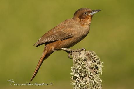 Cacholote castaño (Brown Cacholote) Pseudoseisura lophotes