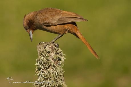 Cacholote castaño (Brown Cacholote) Pseudoseisura lophotes