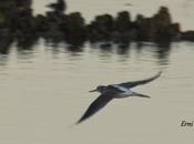 final verano... festival