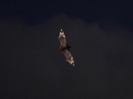 Misericordia (Jack Wolf) Misericordia (Jack Wolf)