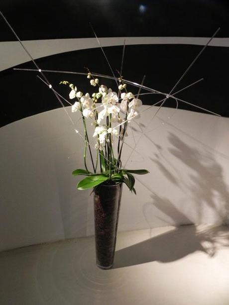 Selección de A-cero Floral