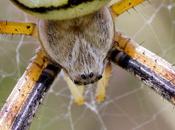 Argiope bruennichi (Scopoli, 1772) Araña tigre, cestera (detalle)