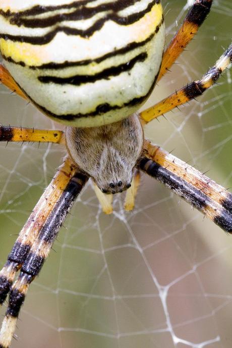 Para ampliar Argiope bruennichi (Scopoli, 1772) Araña tigre, cestera (detalle) hacer clic