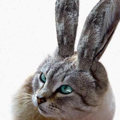 Gatos, liebres y monstruos