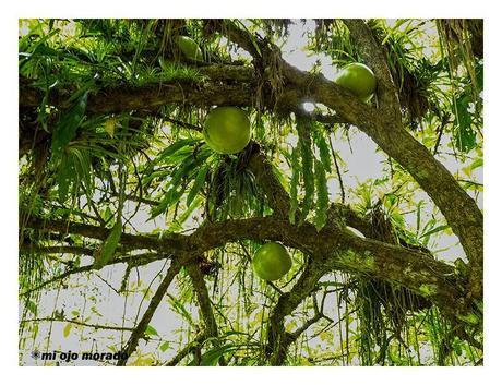 Costa Rica. El Caribe Sur