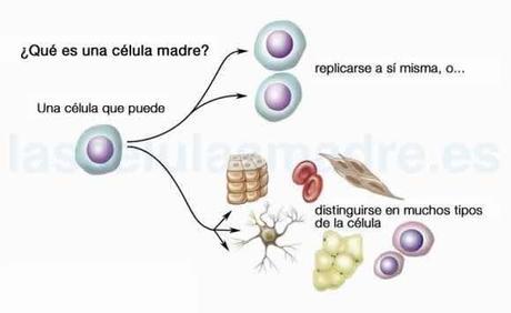 Comparación de terapias celulares: Clonación terapéutica vs células iPS