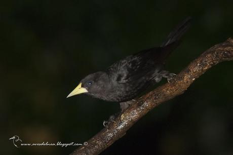 Boyero cacique (Red-rumped Cacique) Cacicus haemorrhous