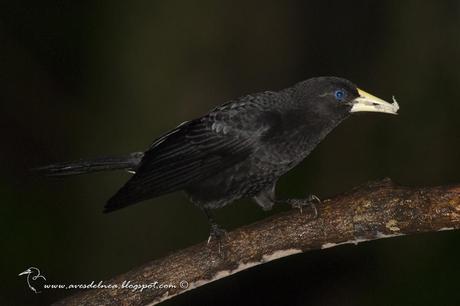 Boyero cacique (Red-rumped Cacique) Cacicus haemorrhous
