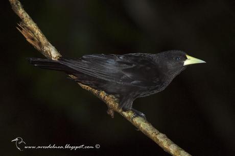 Boyero cacique (Red-rumped Cacique) Cacicus haemorrhous