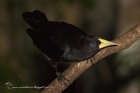 Boyero cacique (Red-rumped Cacique) Cacicus haemorrhous