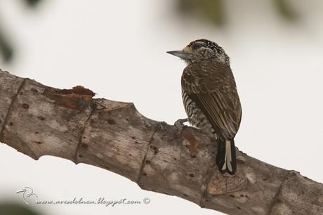 Carpinterito común (White-barred Piculet) Picumnus cirratus