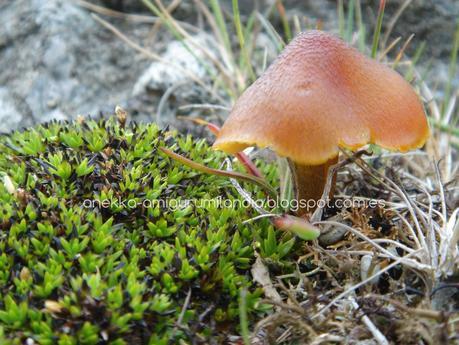 naturaleza islandia viaje islandia naturaleza