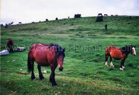 La leyenda del caballo: la perfecta creación de Dios