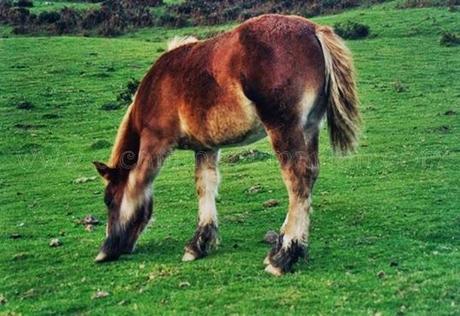 La leyenda del caballo: la perfecta creación de Dios