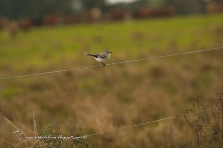 Monjita gris (Gray Monjita) Xolmis cinereus