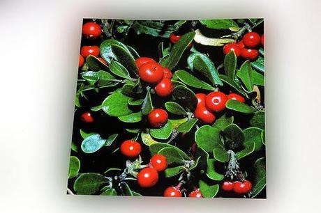 gayuba infeccion orina