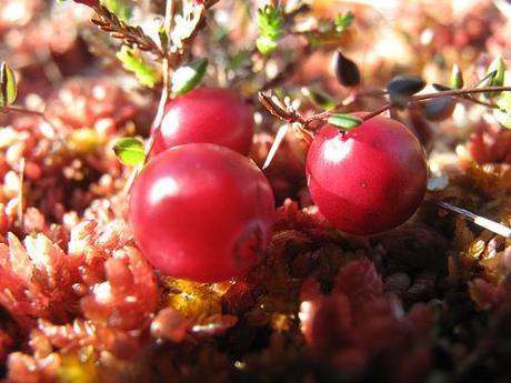 Arándanos infeccioón de orina