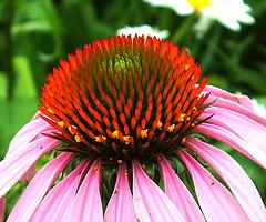 equinacea