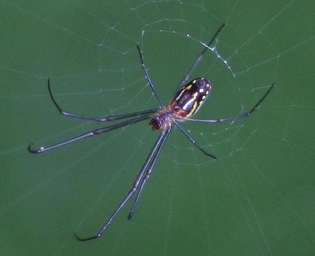 Mind Altering Organisms: Arañas babysitters