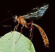 sitoid-hymenoepimecis21