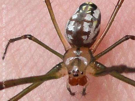 Mind Altering Organisms: Arañas babysitters