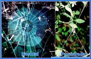 Tela de araña normal y modificaciones que se producen en la araña parasitada