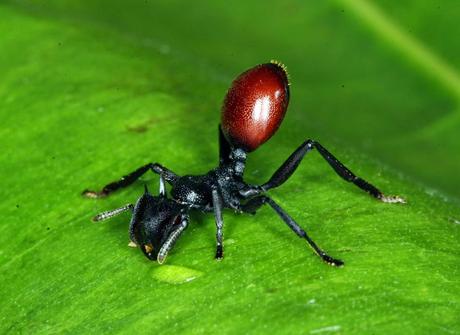 Mind Altering Organisms: Hormigas con culo de Baya