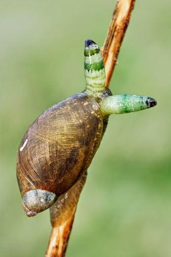Mind Altering Organisms: Caracoles de ojos saltones