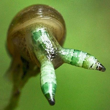 Mind Altering Organisms: Caracoles de ojos saltones