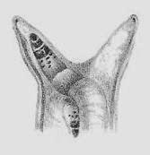 Mind Altering Organisms: Caracoles de ojos saltones
