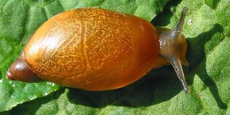 Mind Altering Organisms: Caracoles de ojos saltones