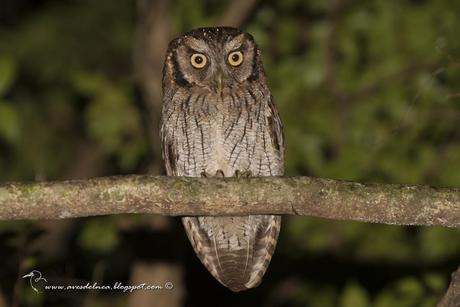 Alilicucú común (Tropical Screech-Owl) Megascops choliba