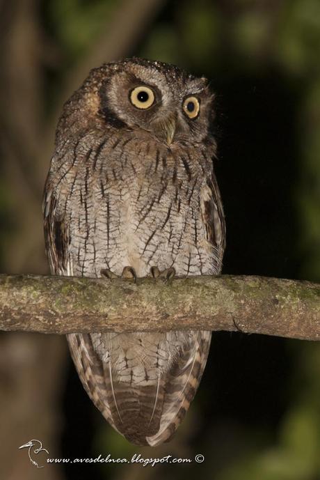 Alilicucú común (Tropical Screech-Owl) Megascops choliba