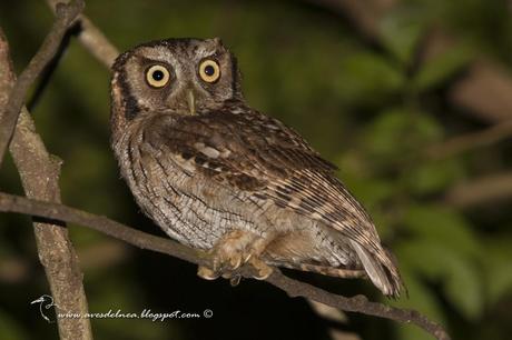 Alilicucú común (Tropical Screech-Owl) Megascops choliba