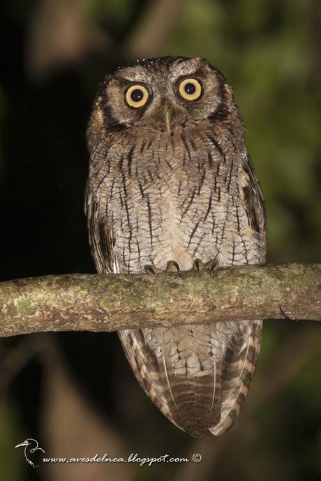 Alilicucú común (Tropical Screech-Owl) Megascops choliba