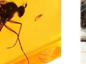 Insectos Ambar