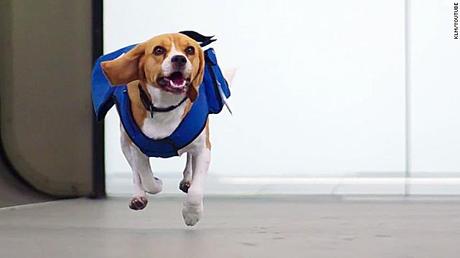 KLM contrata a un perro para la devolución de objetos perdidos.