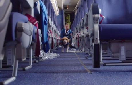 KLM contrata a un perro para la devolución de objetos perdidos.