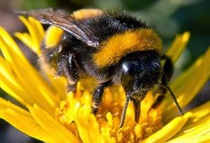 Abejas y flores. El Universo Eléctrico es omnipresente