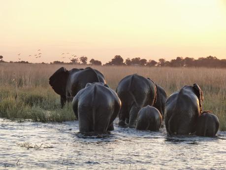 Parque Nacional de Chobe en Botsuana