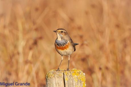 EL RUISEÑOR PECHIAZUL-Luscinia svecica