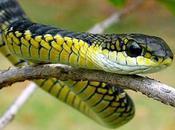 Boomslang serpiente venenosa