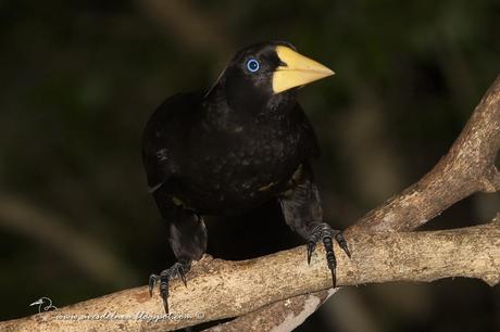 Yapú (Crested Oropendola) Psarocolius decumanus